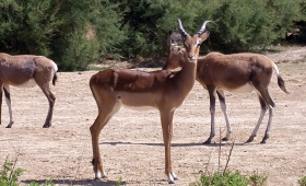 Réserve africaine Sigean