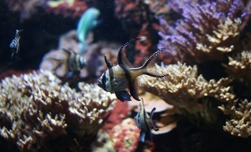 Les divers aquariums de la région