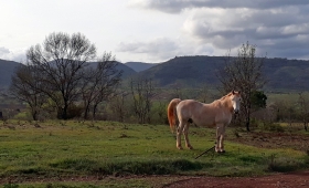 Balade équestre